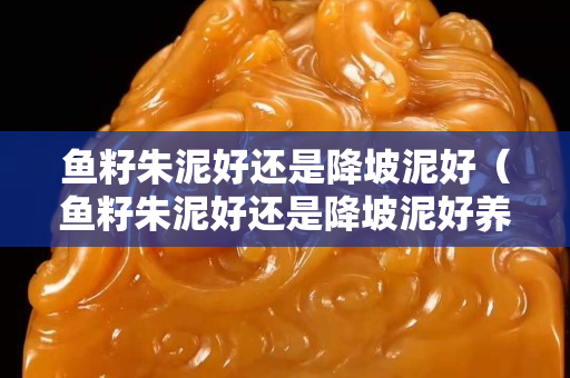 魚籽朱泥好還是降坡泥好（魚籽朱泥好還是降坡泥好養）