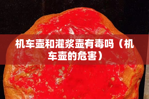 機車壺和灌漿壺有毒嗎（機車壺的危害）