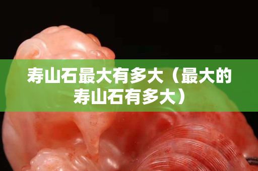 壽山石最大有多大（最大的壽山石有多大）