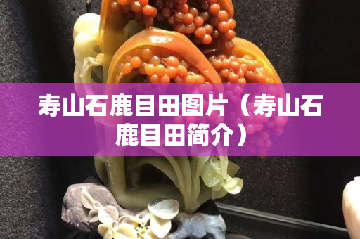 壽山石鹿目田圖片（壽山石鹿目田簡介）