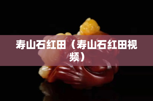 壽山石紅田（壽山石紅田視頻）
