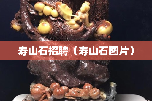 壽山石招聘（壽山石圖片）