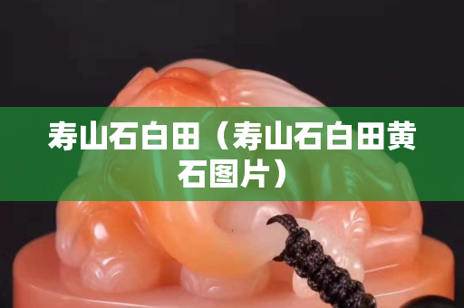 壽山石白田（壽山石白田黃石圖片）