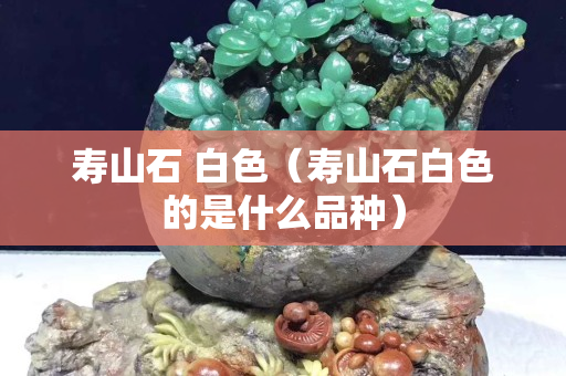 壽山石 白色（壽山石白色的是什么品種）