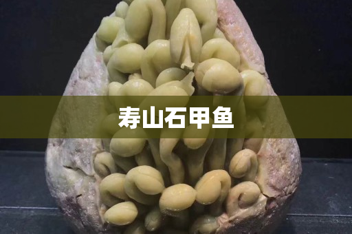 壽山石甲魚