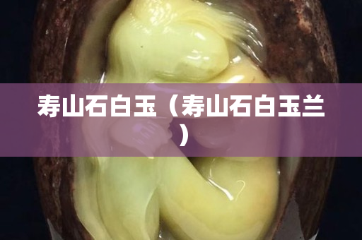 壽山石白玉（壽山石白玉蘭）