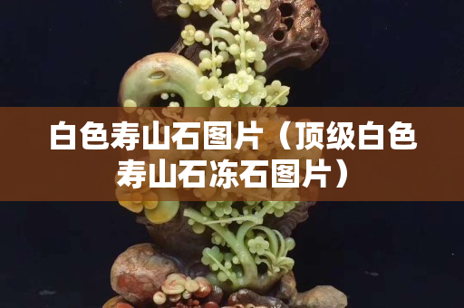 白色壽山石圖片（頂級白色壽山石凍石圖片）