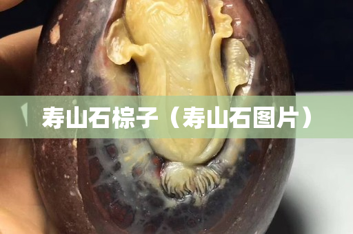 壽山石棕子（壽山石圖片）