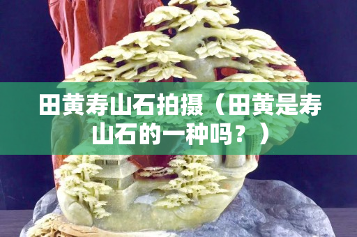 田黃壽山石拍攝（田黃是壽山石的一種嗎？）