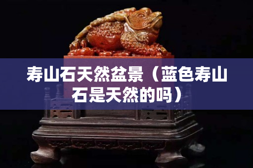 壽山石天然盆景（藍色壽山石是天然的嗎）