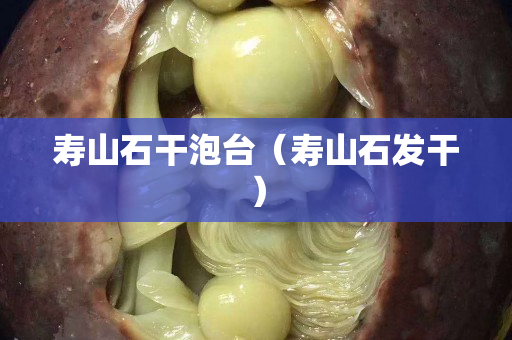 壽山石干泡臺（壽山石發干）