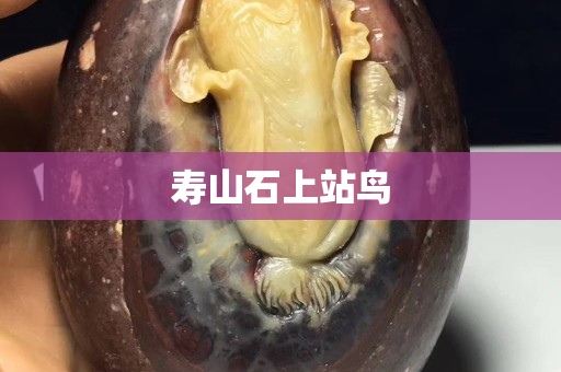 壽山石上站鳥