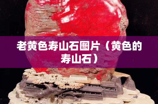 老黃色壽山石圖片（黃色的壽山石）