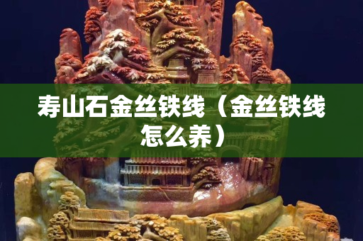 壽山石金絲鐵線（金絲鐵線怎么養(yǎng)）
