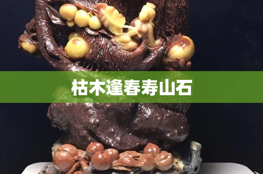枯木逢春壽山石