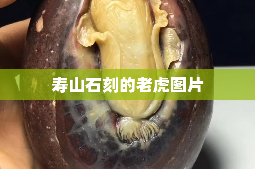 壽山石刻的老虎圖片