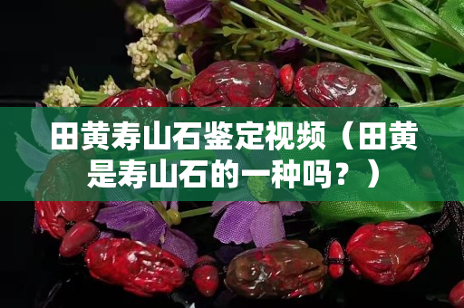 田黃壽山石鑒定視頻（田黃是壽山石的一種嗎？）