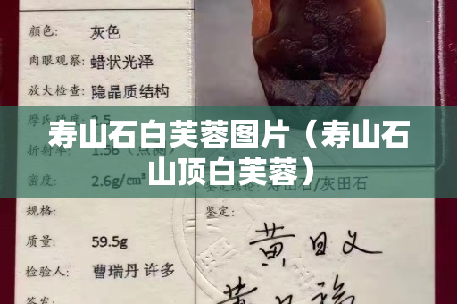 壽山石白芙蓉圖片（壽山石山頂白芙蓉）