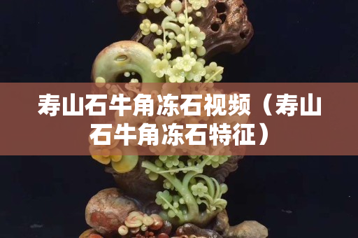 壽山石牛角凍石視頻（壽山石牛角凍石特征）