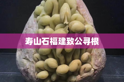 壽山石福建致公尋根