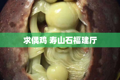 求偶雞 壽山石福建廳
