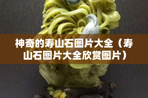 神奇的壽山石圖片大全（壽山石圖片大全欣賞圖片）
