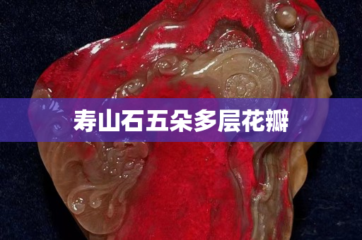 壽山石五朵多層花瓣