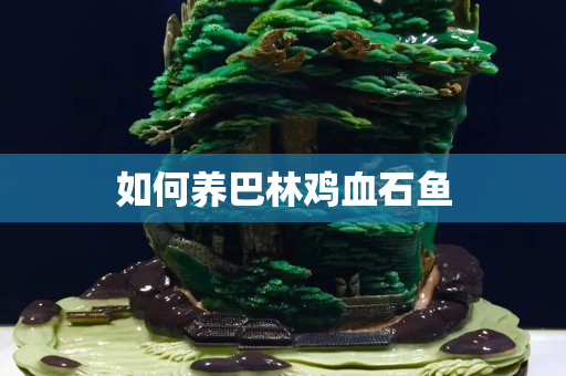 如何養(yǎng)巴林雞血石魚(yú)