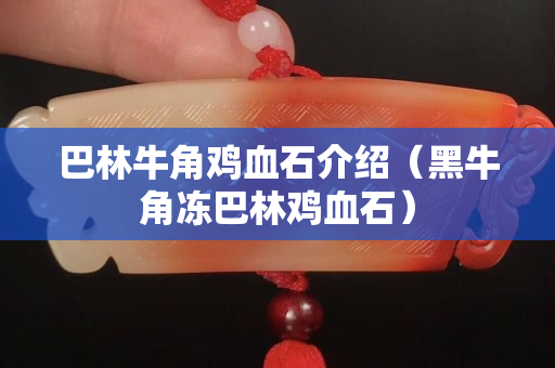 巴林牛角雞血石介紹（黑牛角凍巴林雞血石）