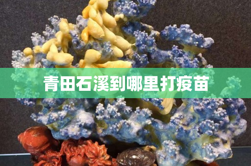 青田石溪到哪里打疫苗