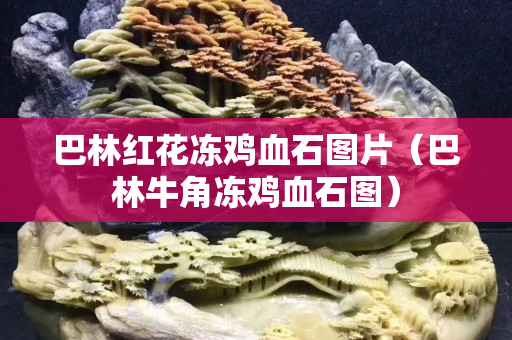 巴林紅花凍雞血石圖片（巴林牛角凍雞血石圖）