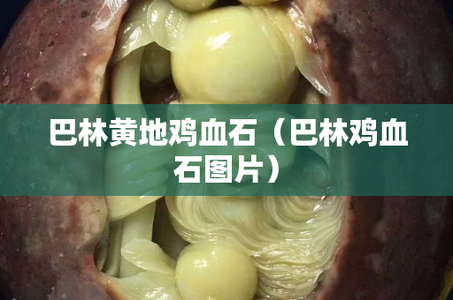 巴林黃地雞血石（巴林雞血石圖片）