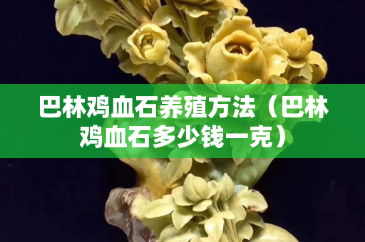 巴林雞血石養殖方法（巴林雞血石多少錢一克）