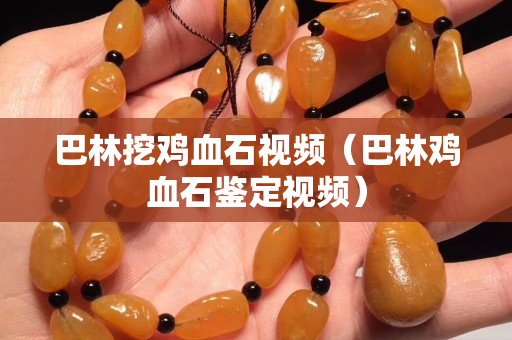 巴林挖雞血石視頻（巴林雞血石鑒定視頻）