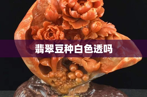 翡翠豆種白色透嗎