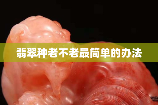 翡翠種老不老最簡單的辦法
