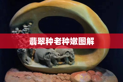 翡翠種老種嫩圖解