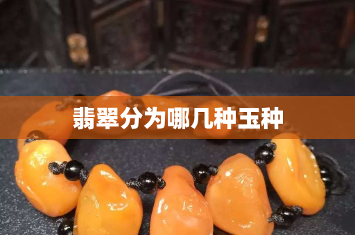 翡翠分為哪幾種玉種