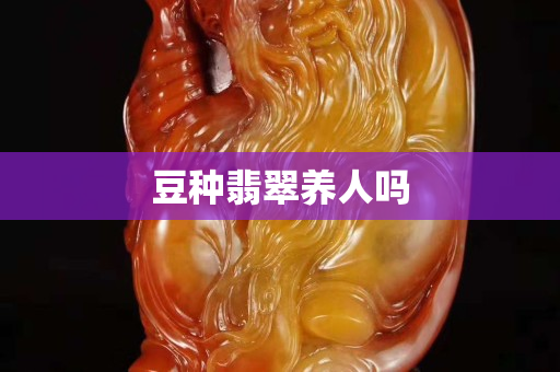 豆種翡翠養(yǎng)人嗎