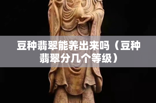 豆種翡翠能養出來嗎（豆種翡翠分幾個等級）