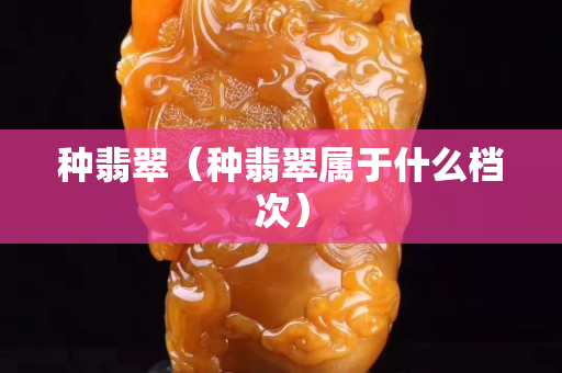 種翡翠（種翡翠屬于什么檔次）