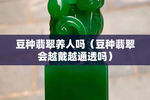 豆種翡翠養人嗎（豆種翡翠會越戴越通透嗎）