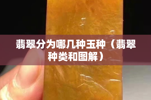 翡翠分為哪幾種玉種（翡翠種類和圖解）