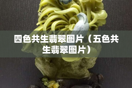 四色共生翡翠圖片（五色共生翡翠圖片）