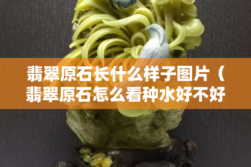 翡翠原石長什么樣子圖片（翡翠原石怎么看種水好不好）