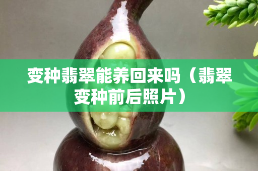 變種翡翠能養(yǎng)回來嗎（翡翠變種前后照片）
