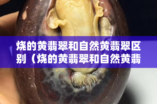 燒的黃翡翠和自然黃翡翠區(qū)別（燒的黃翡翠和自然黃翡翠區(qū)別）