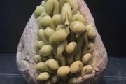 青田石怎么分辨真假？青田石怎么看好壞？
